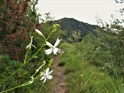 28 Bei fiori bianchi di Lilioasfodelo minore ( Anthericum ramosum) sul sentiero con vista verso il Pizzo Rabbioso